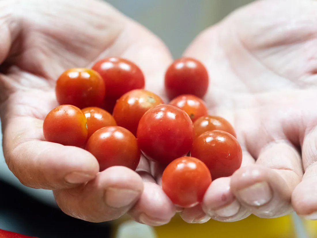 Unas manos llenas de tomates cherry recién lavados